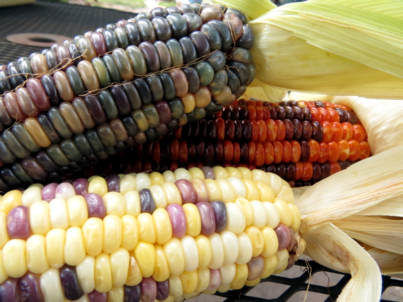 Rainbow Sweet Corn (trial) very rare - Click Image to Close
